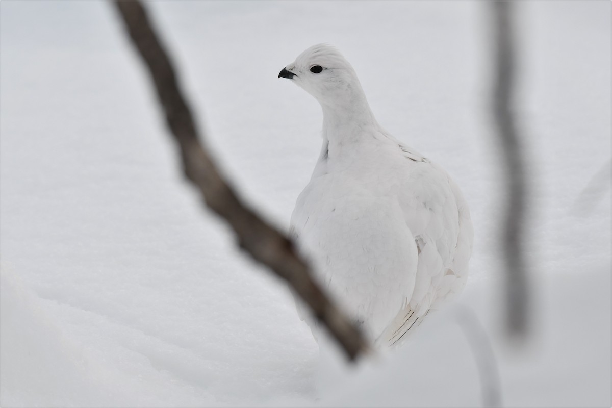 Willow Ptarmigan (Willow) - ML518816901