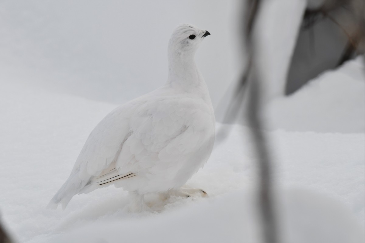 Willow Ptarmigan (Willow) - ML518816911