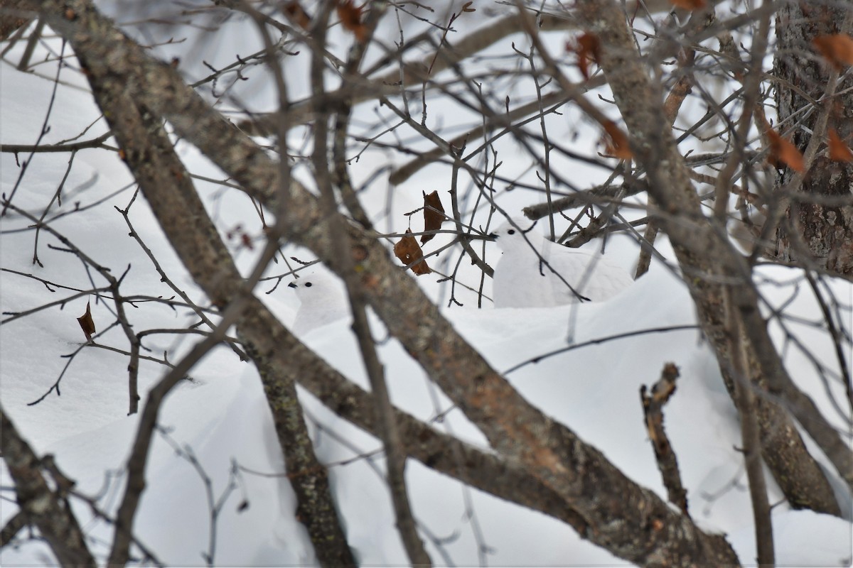 Willow Ptarmigan (Willow) - ML518816921