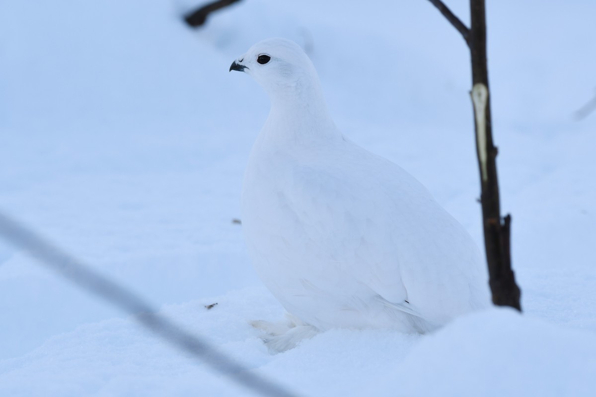 Willow Ptarmigan (Willow) - Timothy Piranian