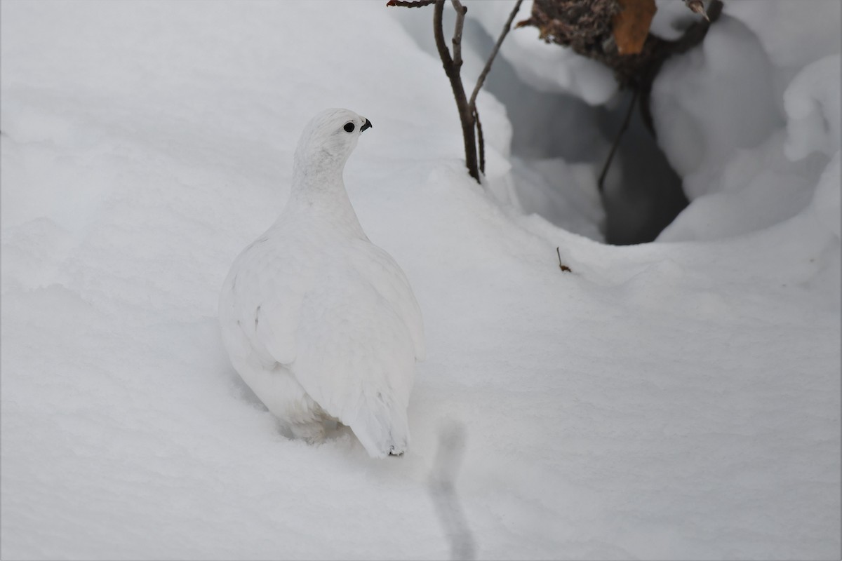 Willow Ptarmigan (Willow) - ML518816951