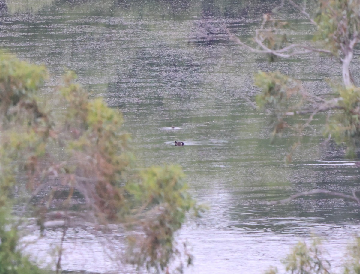 Chestnut Teal - ML518817731