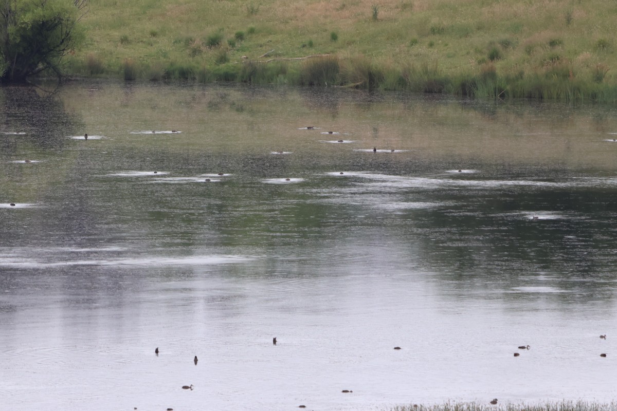 Pacific Black Duck - ML518817851