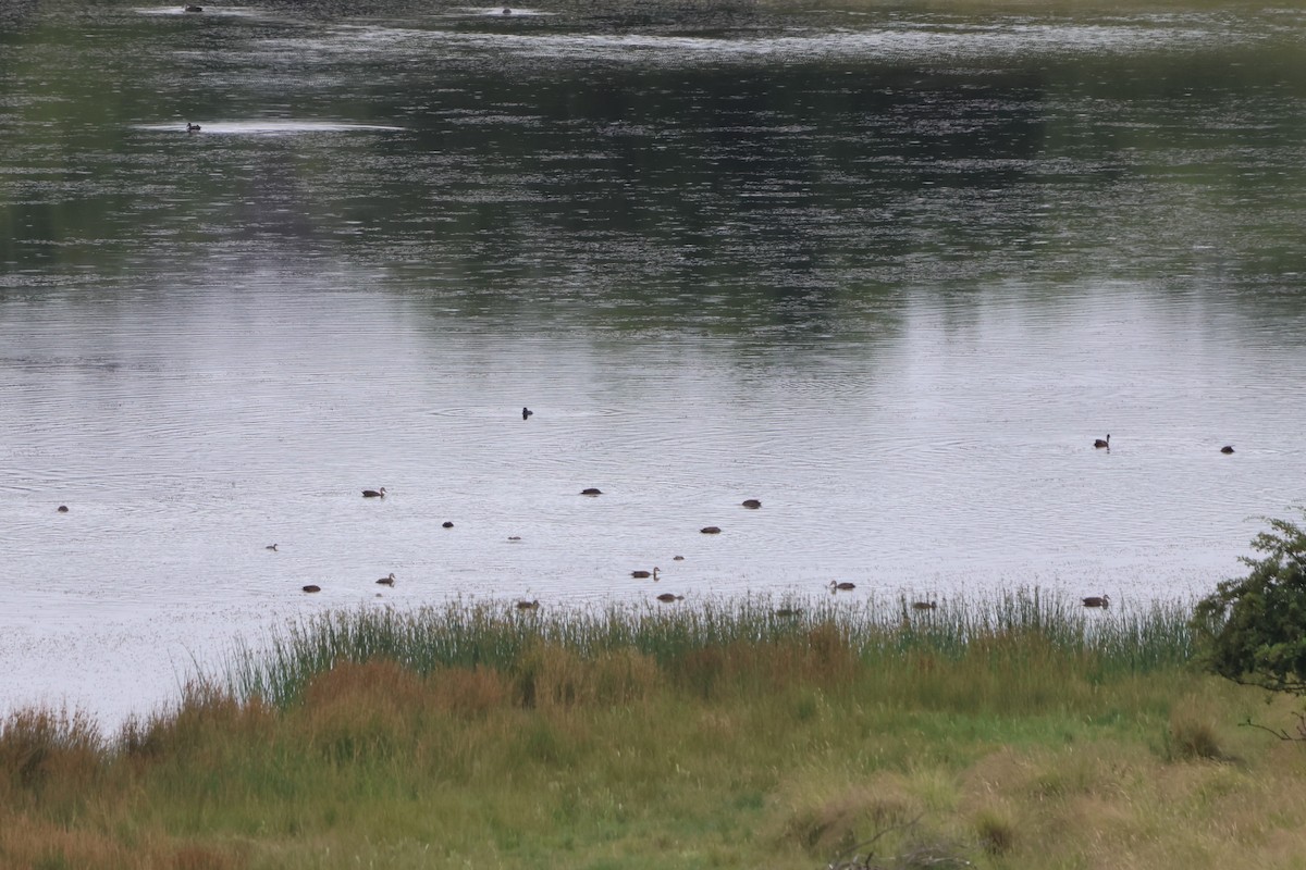 Pacific Black Duck - ML518817901