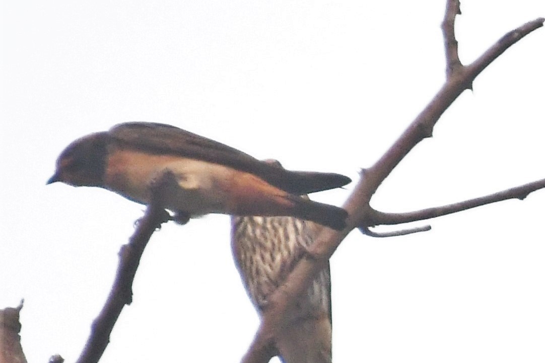 Golondrina Sudafricana - ML518818211