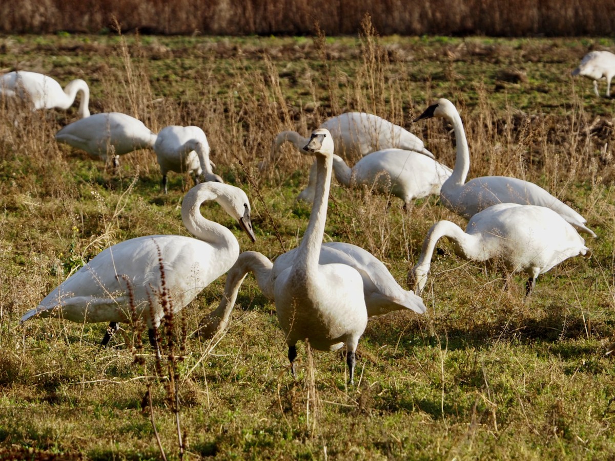 Trumpeter Swan - ML518820211