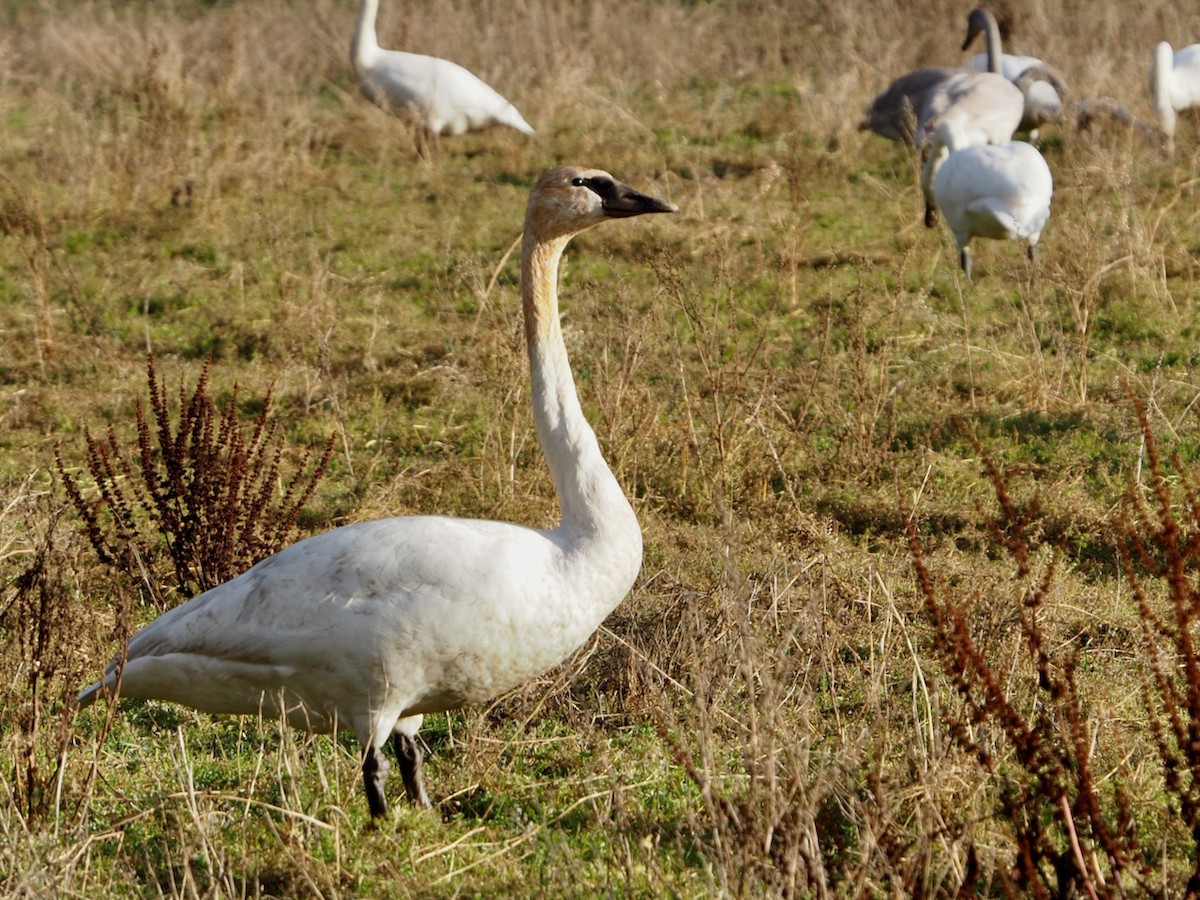 Trumpeter Swan - ML518820221