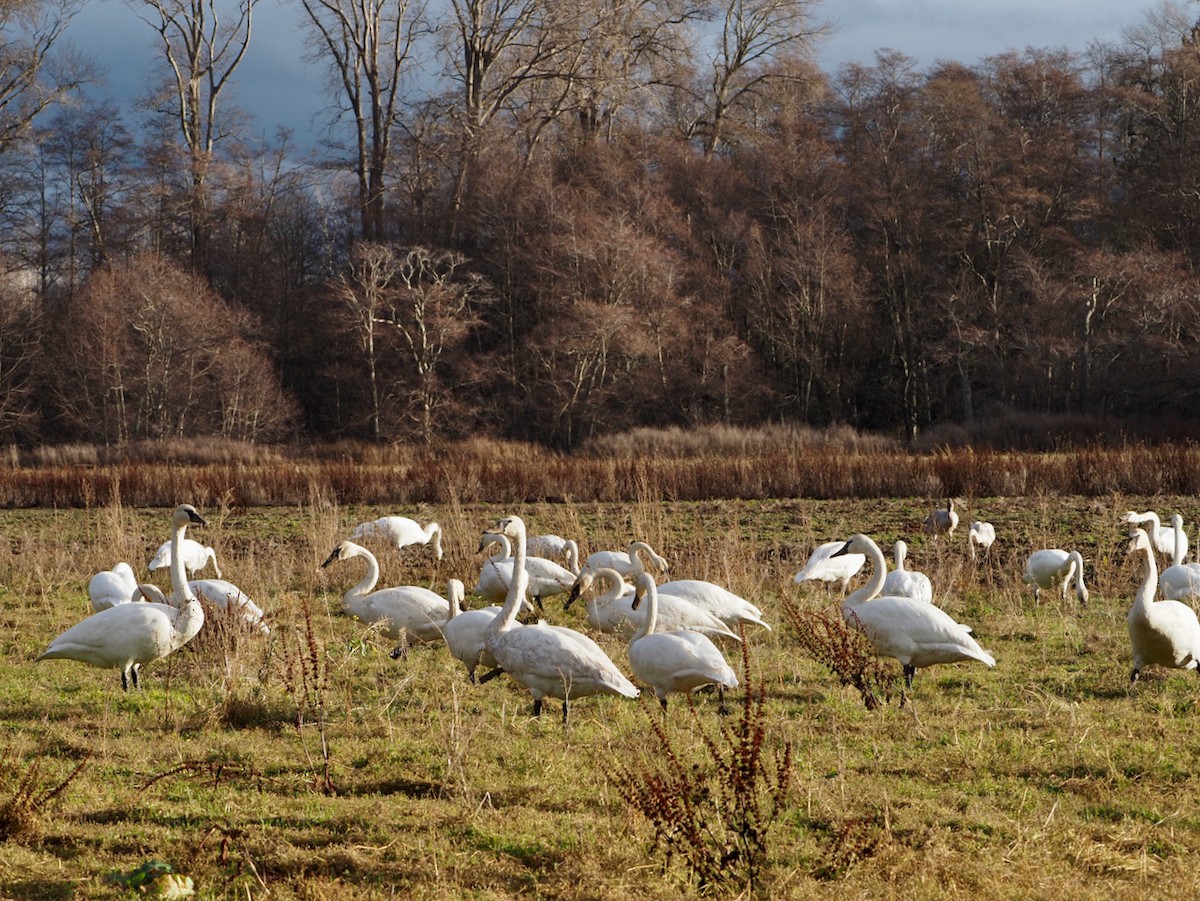 Trumpeter Swan - ML518820231