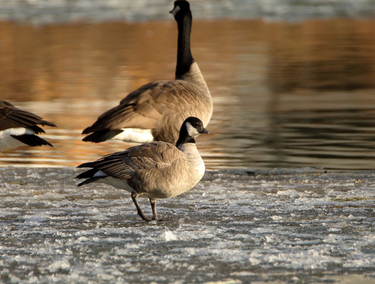 Cackling Goose - Susan Zelek
