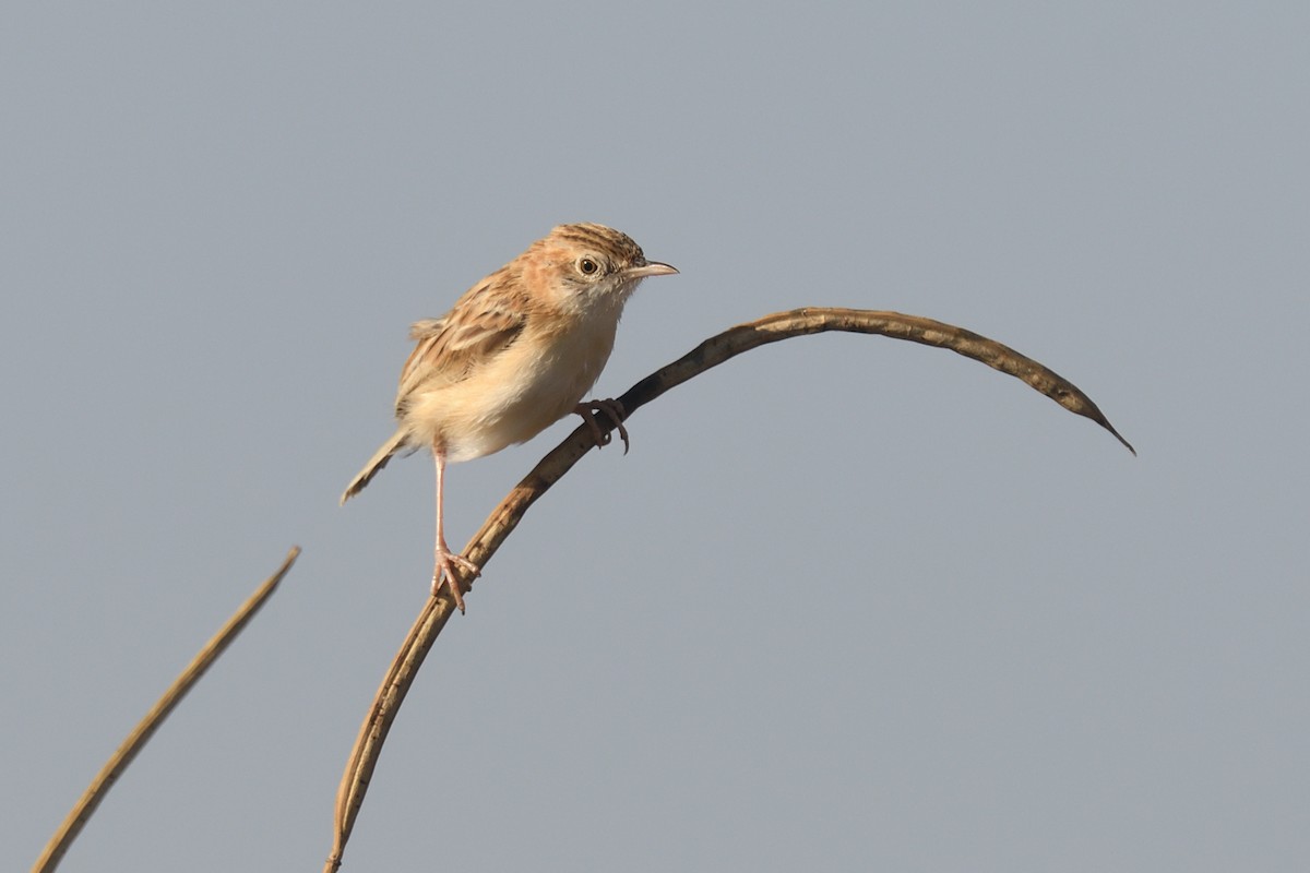 Desert Cisticola - ML518821451