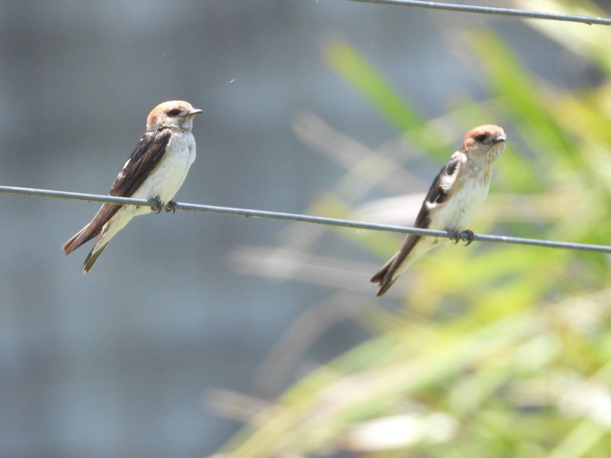 Golondrina Ariel - ML518822341