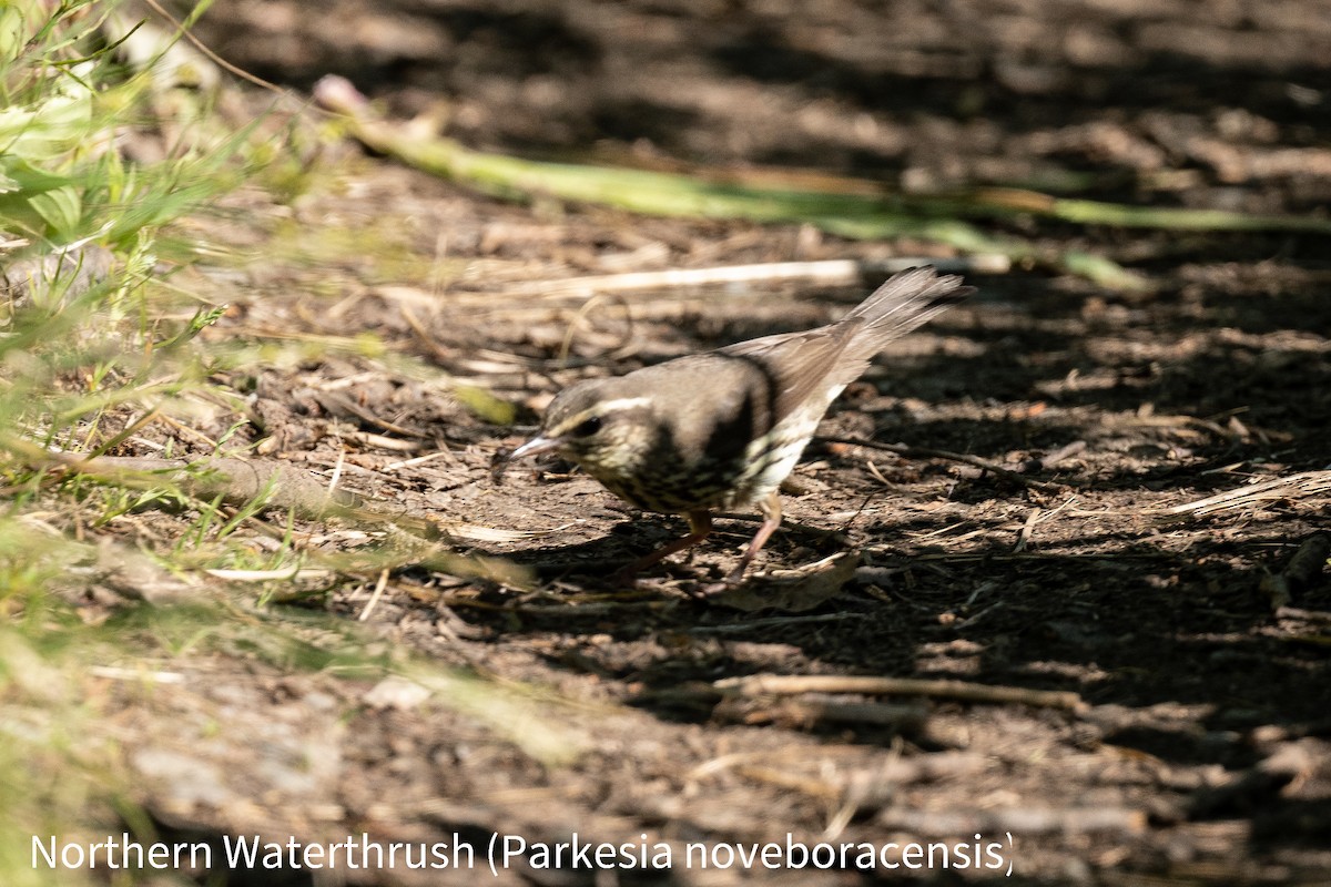 Northern Waterthrush - Drew Miller