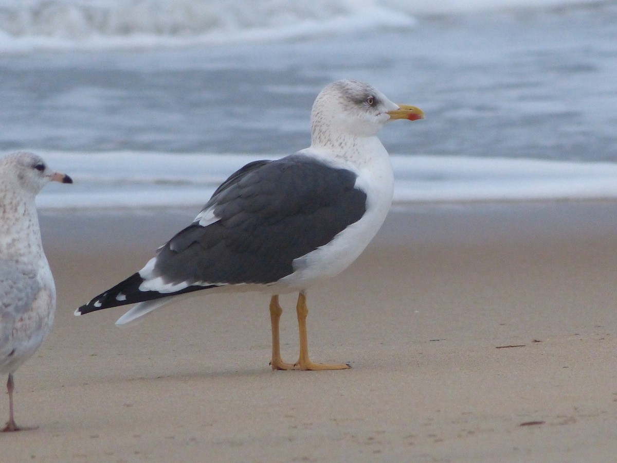 Lesser Black-backed Gull - Jeremy Wrenn