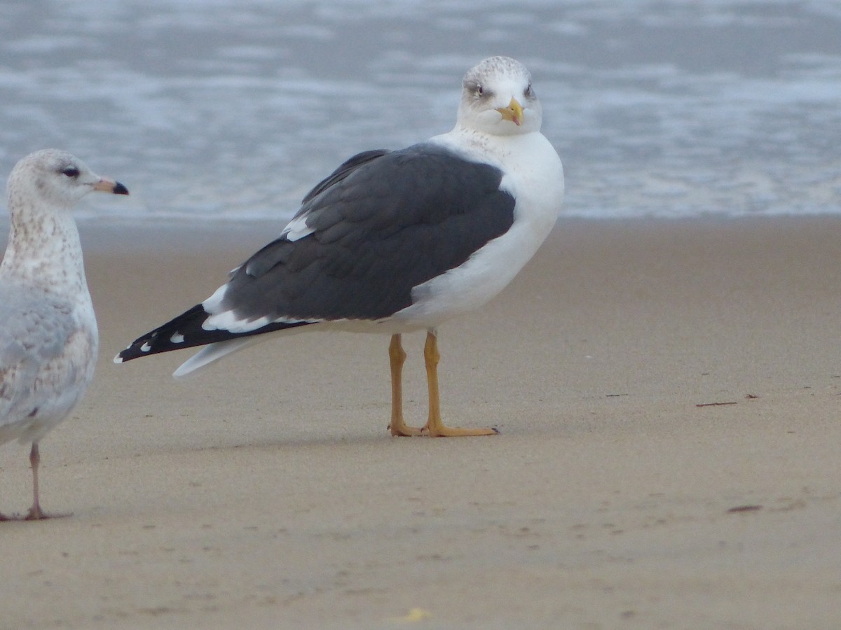 Lesser Black-backed Gull - Jeremy Wrenn