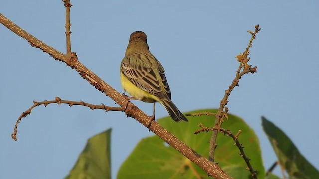 Bruant à tête rousse - ML518827431