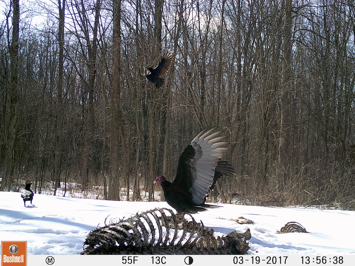 Turkey Vulture - John O'Donnell