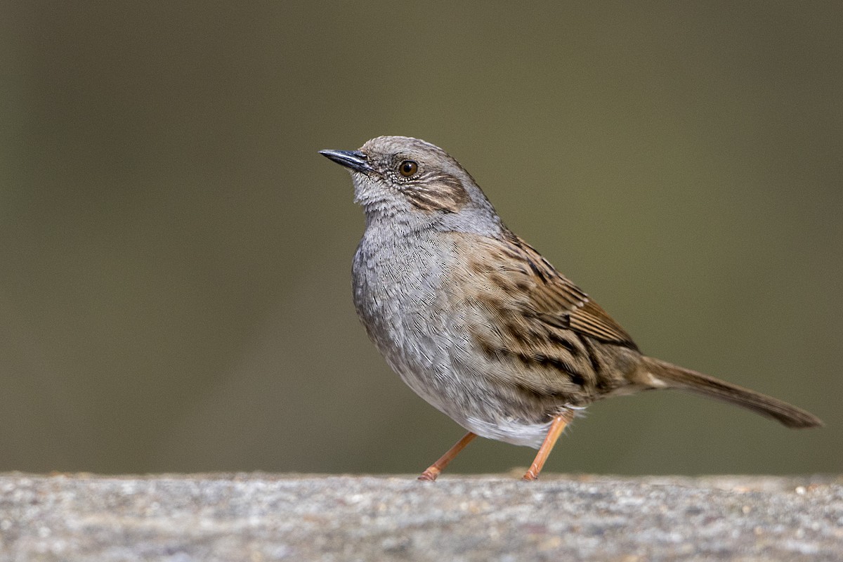 Dunnock - ML51882821