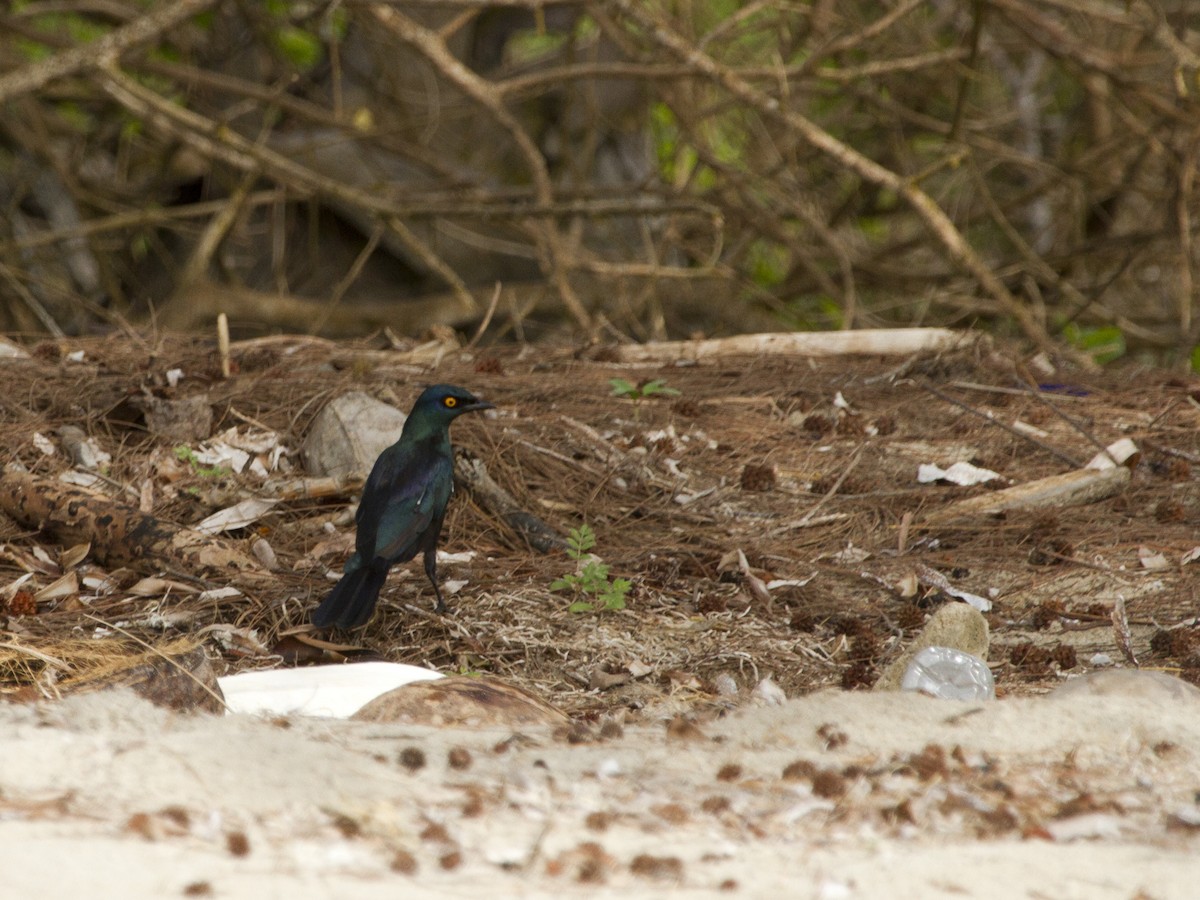 Black-bellied Starling - Phil Stouffer