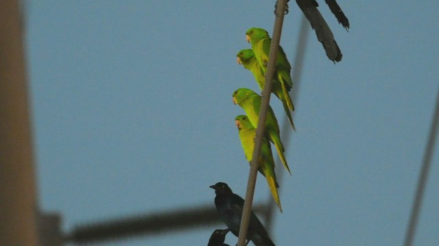 Meksika Yeşil Papağanı - ML518828801