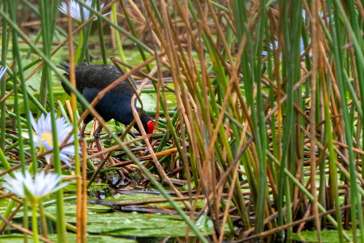 Australasian Swamphen - Mick Barker