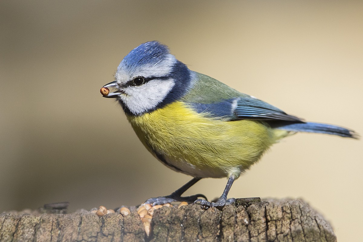 Eurasian Blue Tit - ML51883101
