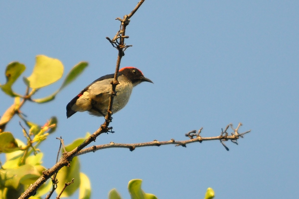 Scarlet-backed Flowerpecker - Miguel Rouco