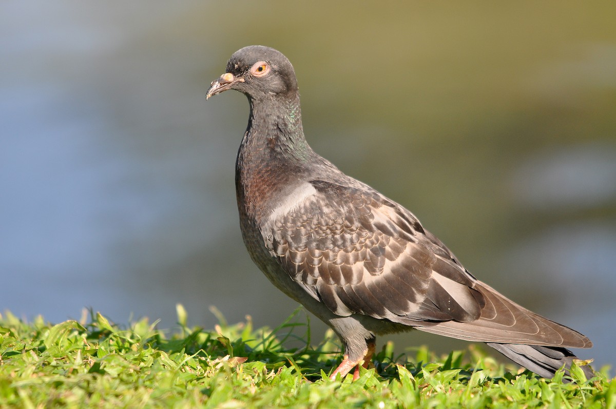 Rock Pigeon (Feral Pigeon) - Miguel Rouco