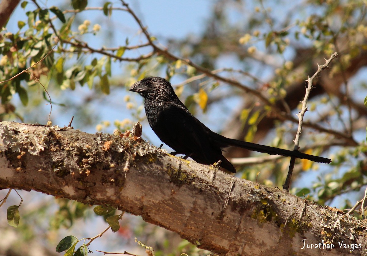 Groove-billed Ani - ML51883431