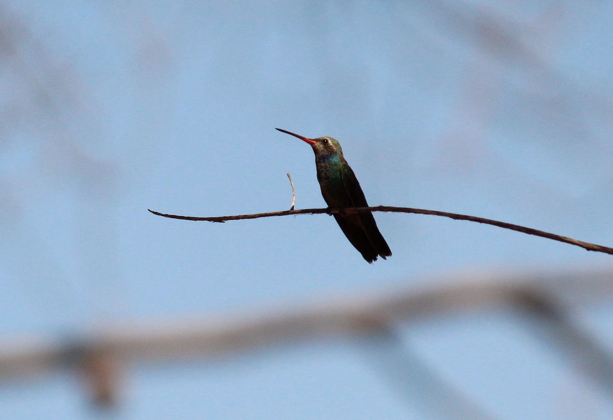 Broad-billed Hummingbird - Jonathan Vargas