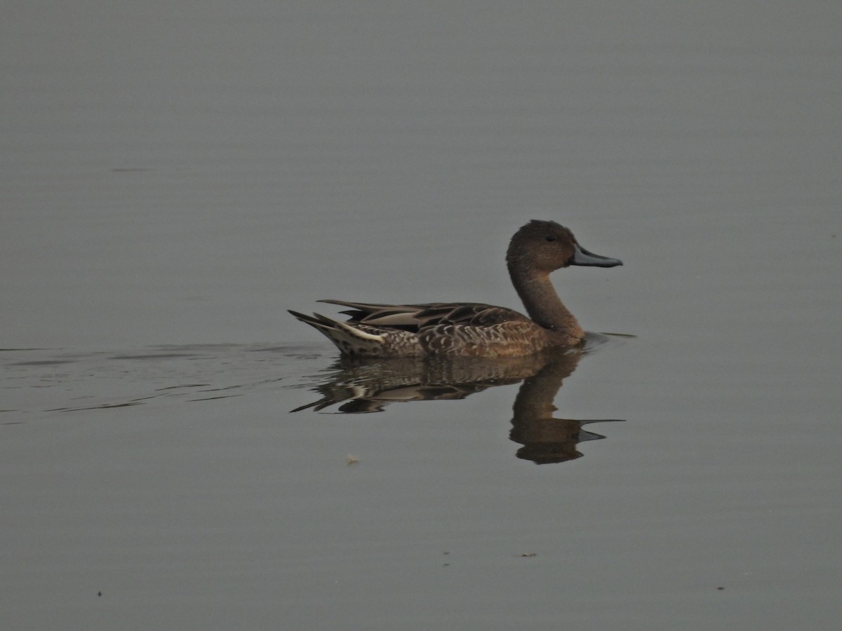 Northern Pintail - ML518835501