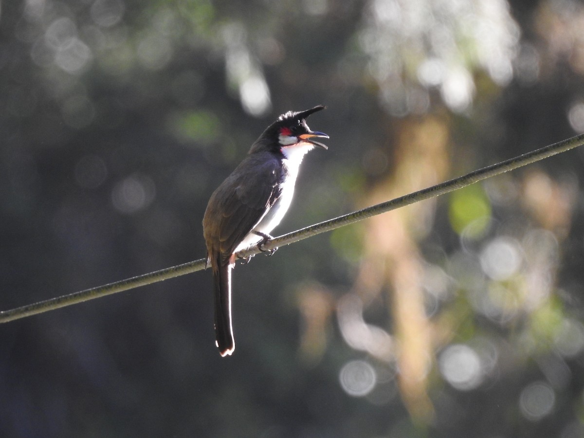 Red-whiskered Bulbul - ML518835531