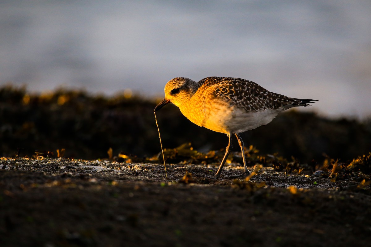 Black-bellied Plover - Zach Qiu