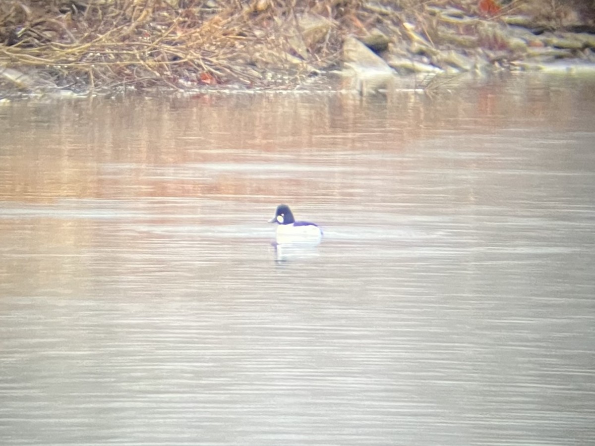 Common Goldeneye - Brady Higginbotham