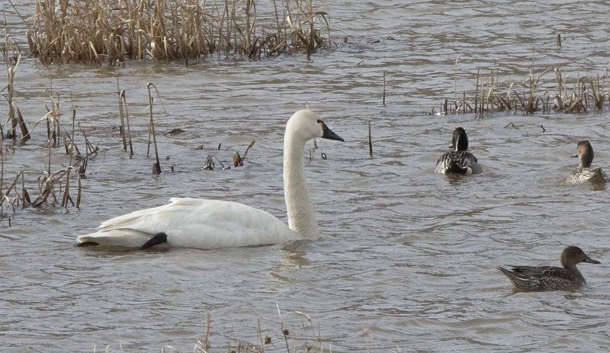 Tundra Swan - ML51884021