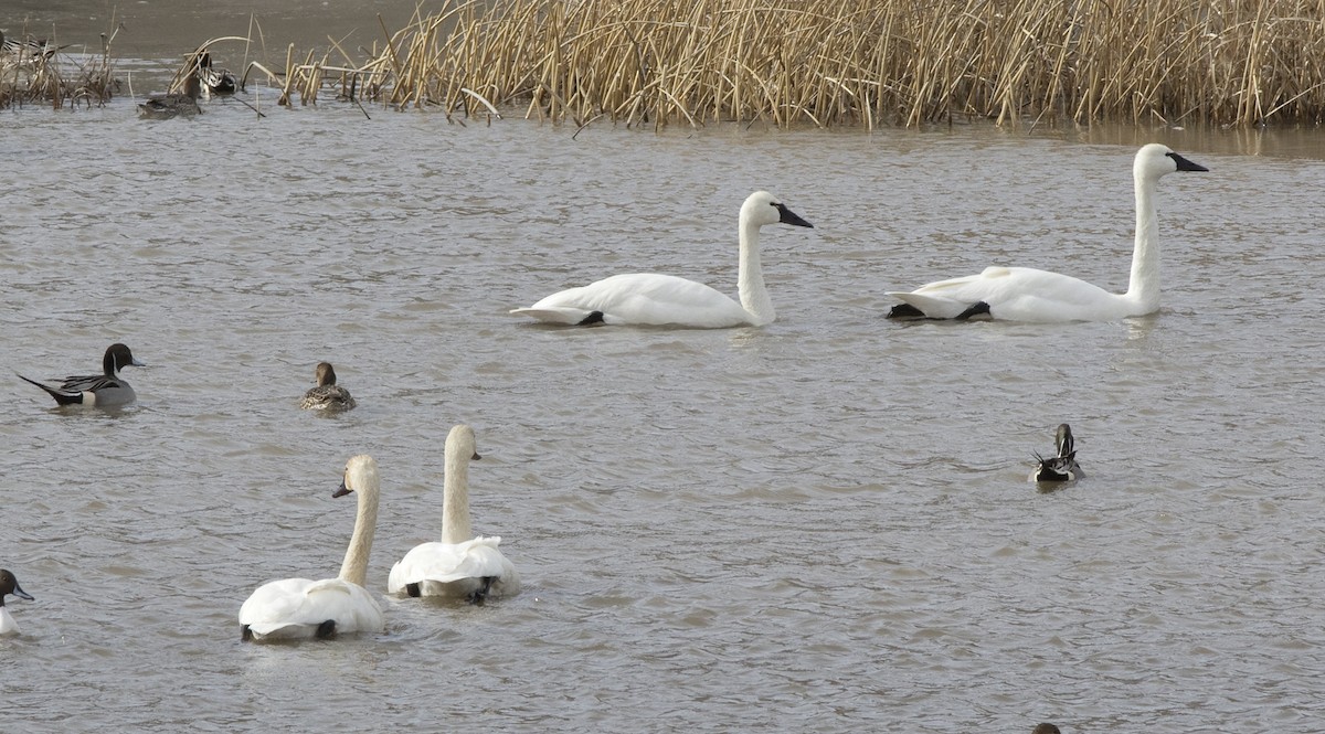 Tundra Swan - ML51884041