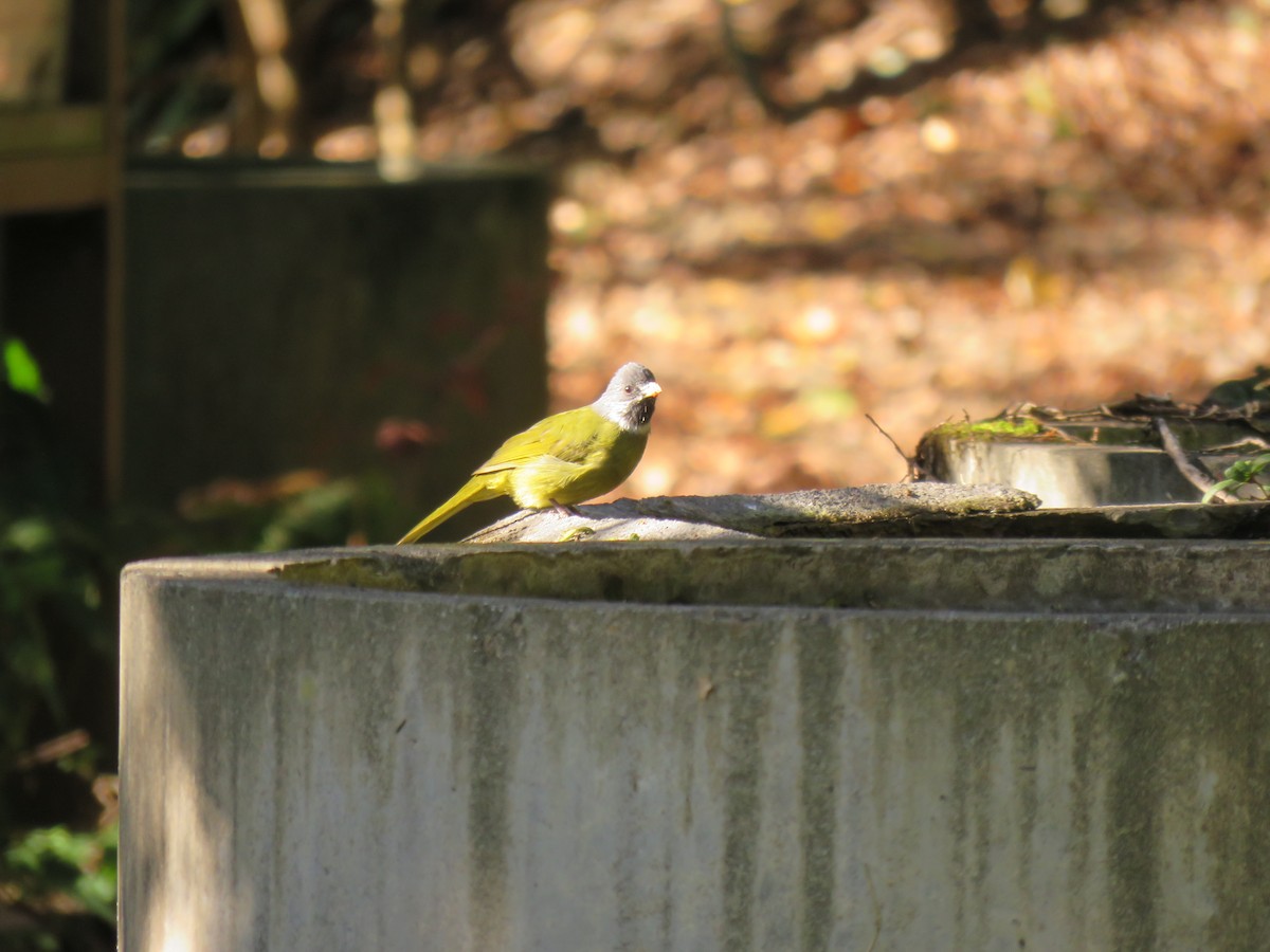 Collared Finchbill - ML518843741