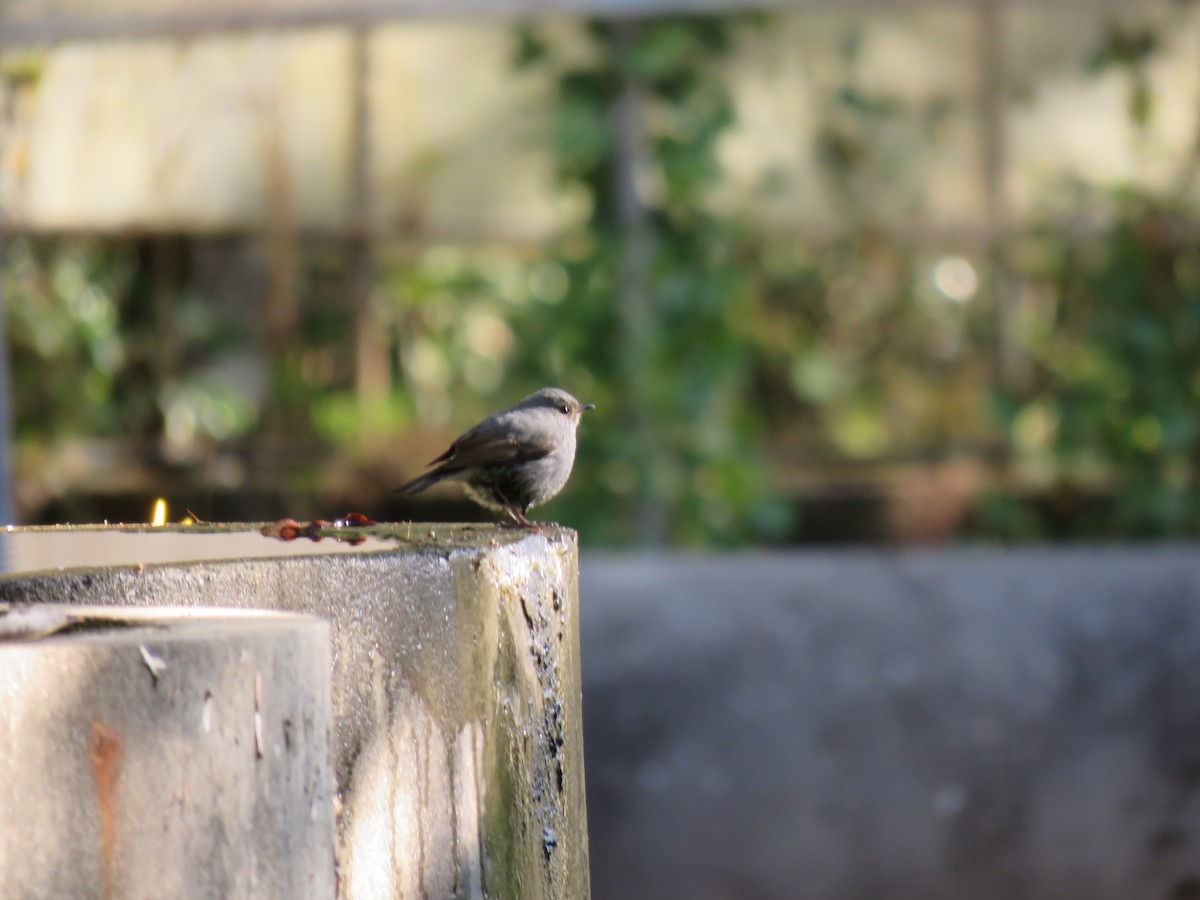 Plumbeous Redstart - ML518844721