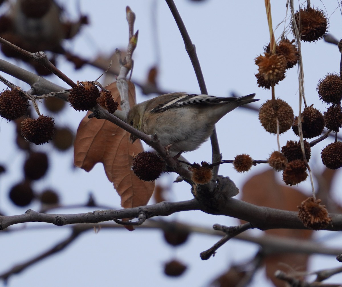 American Goldfinch - ML518844861