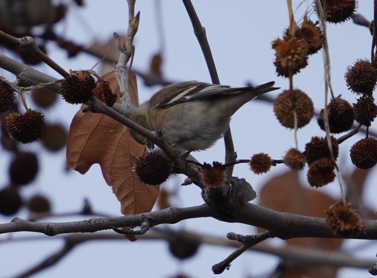 American Goldfinch - Sud Menon