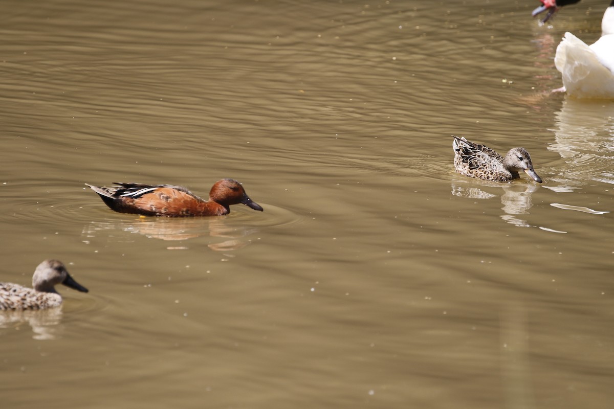 Cinnamon Teal - Adrian Vilca