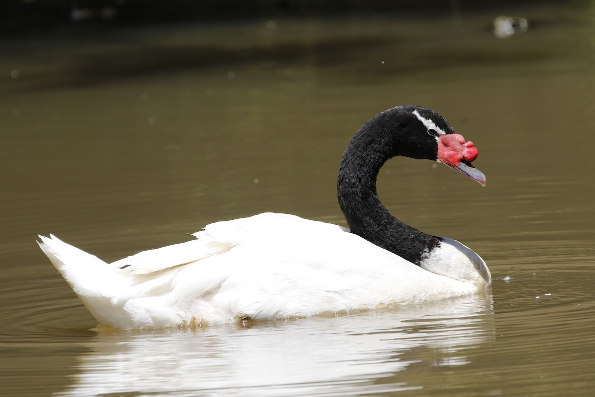 Black-necked Swan - Adrian Vilca