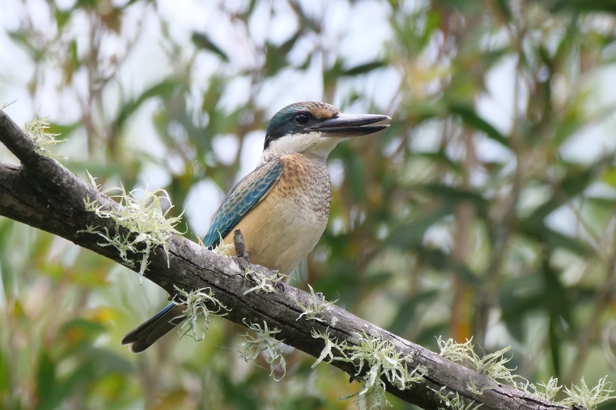 Sacred Kingfisher - ML518846531