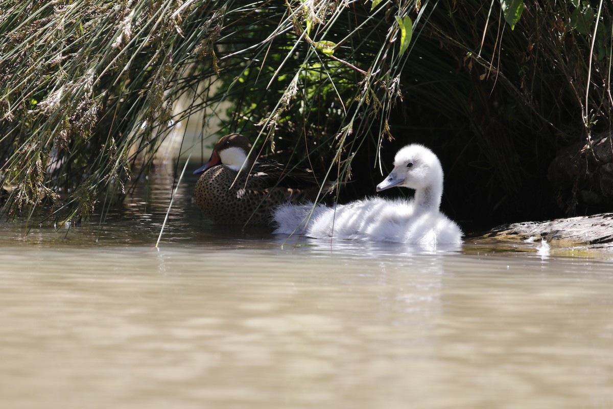 Black-necked Swan - Adrian Vilca