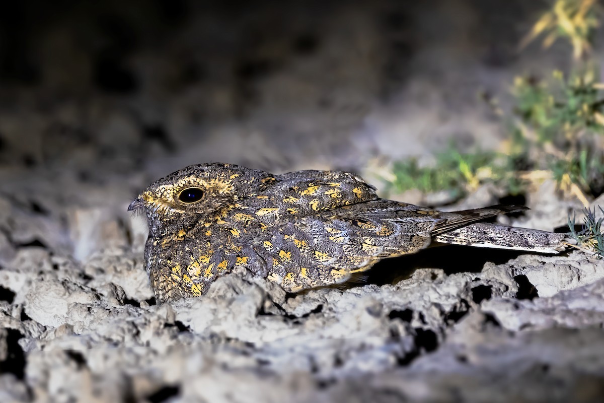 Sykes's Nightjar - ML518847841