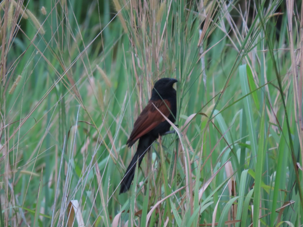 Lesser Coucal - ML518848251