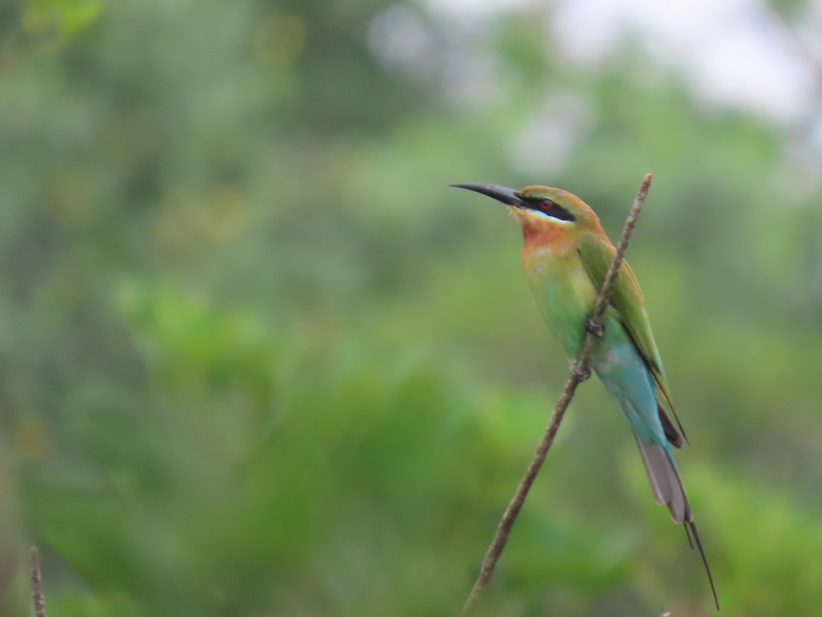 Blue-tailed Bee-eater - ML518848651