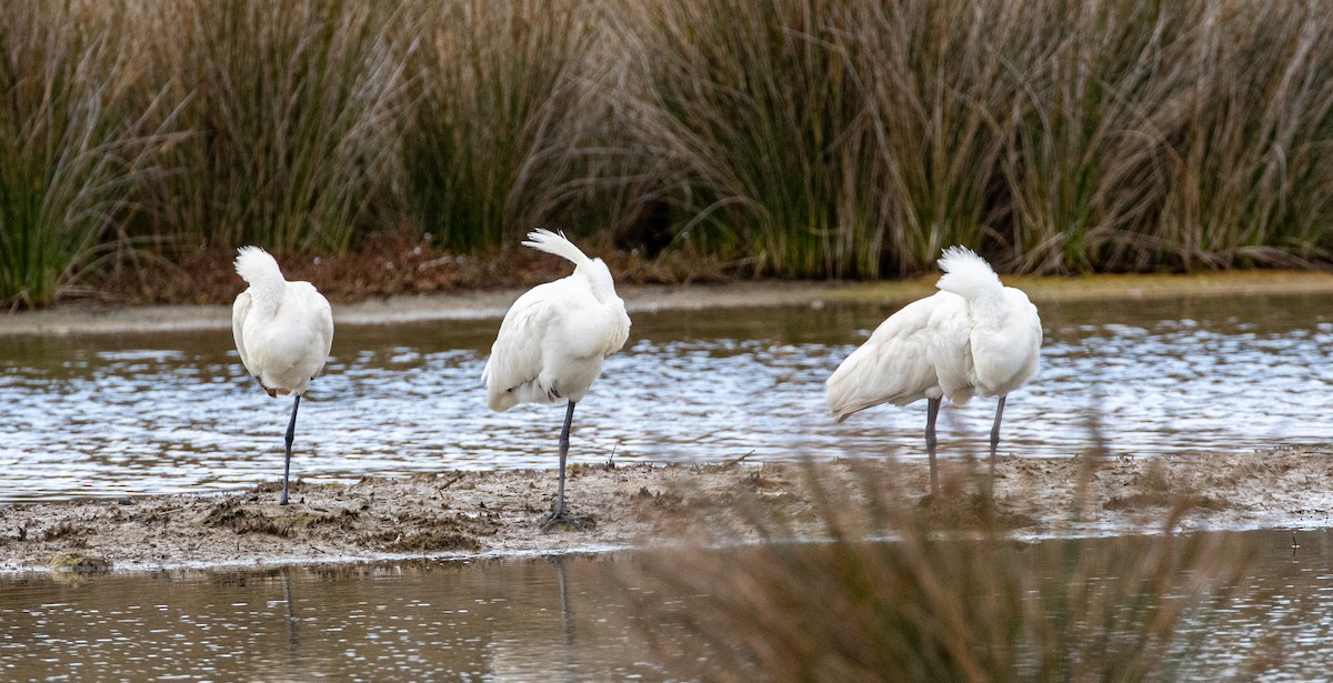 Royal Spoonbill - ML518849201