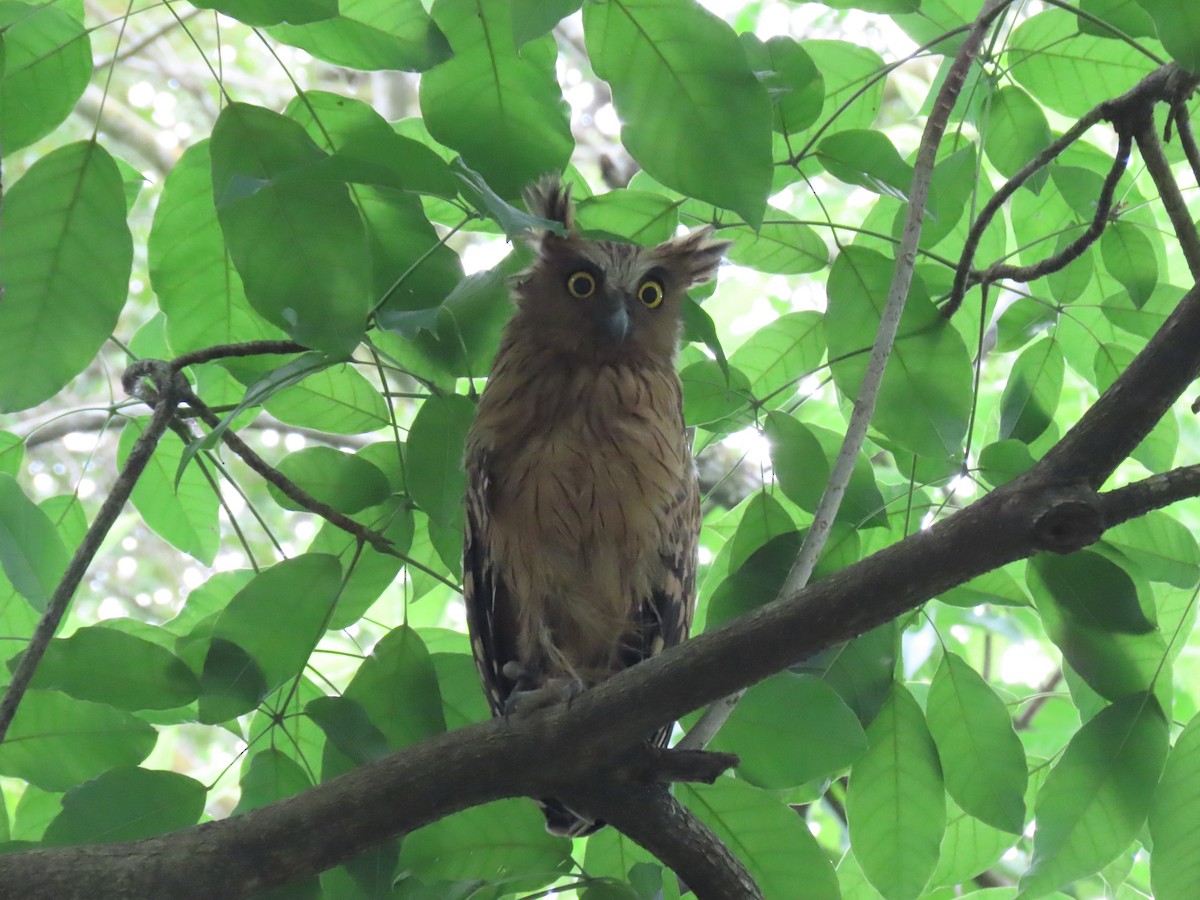 Buffy Fish-Owl - ML518849231