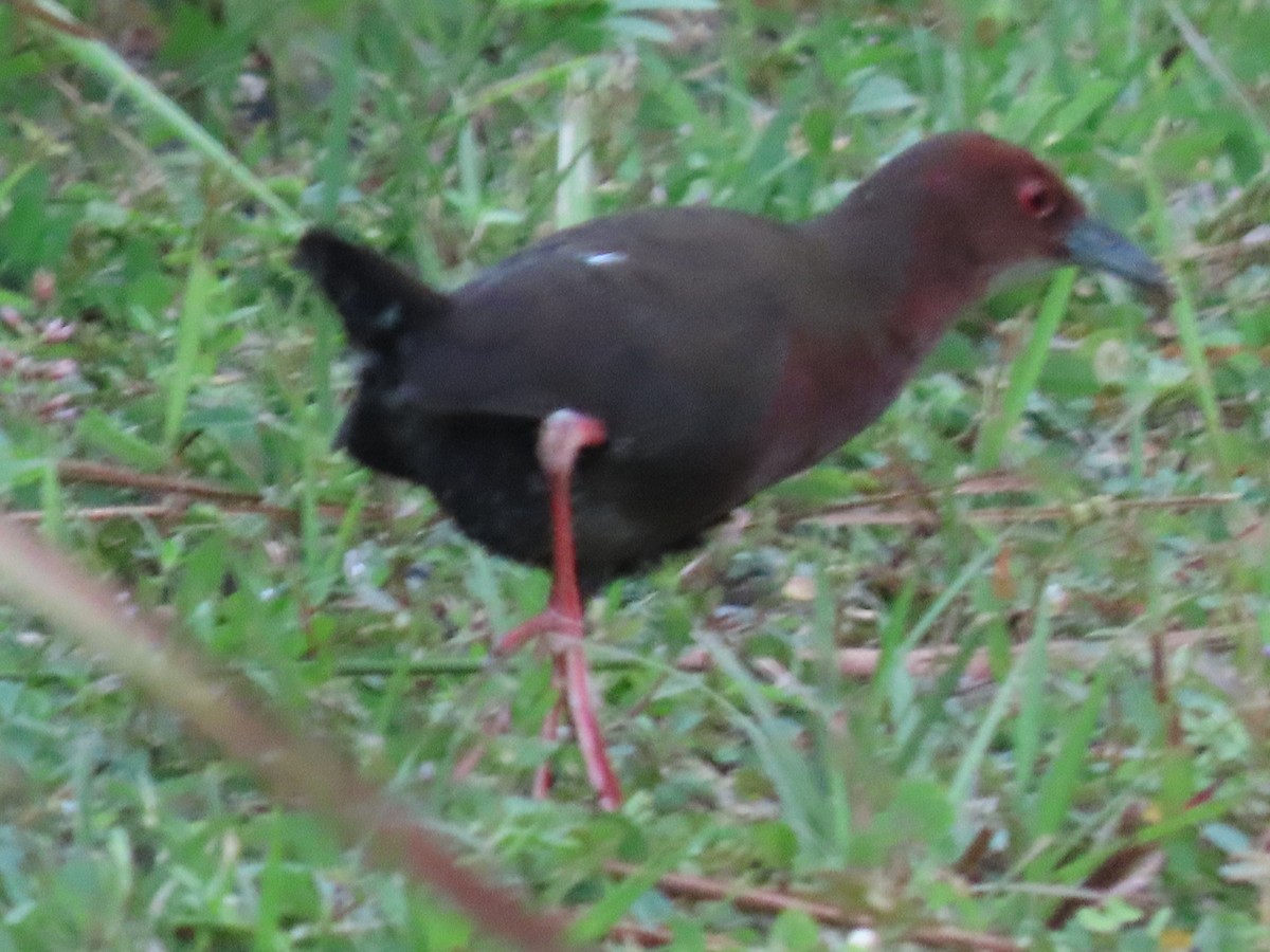 Ruddy-breasted Crake - ML518849311