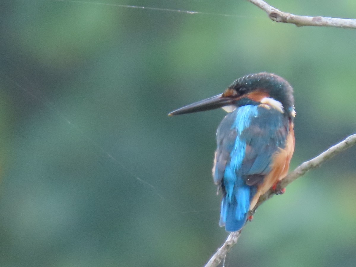 Common Kingfisher - ML518849351